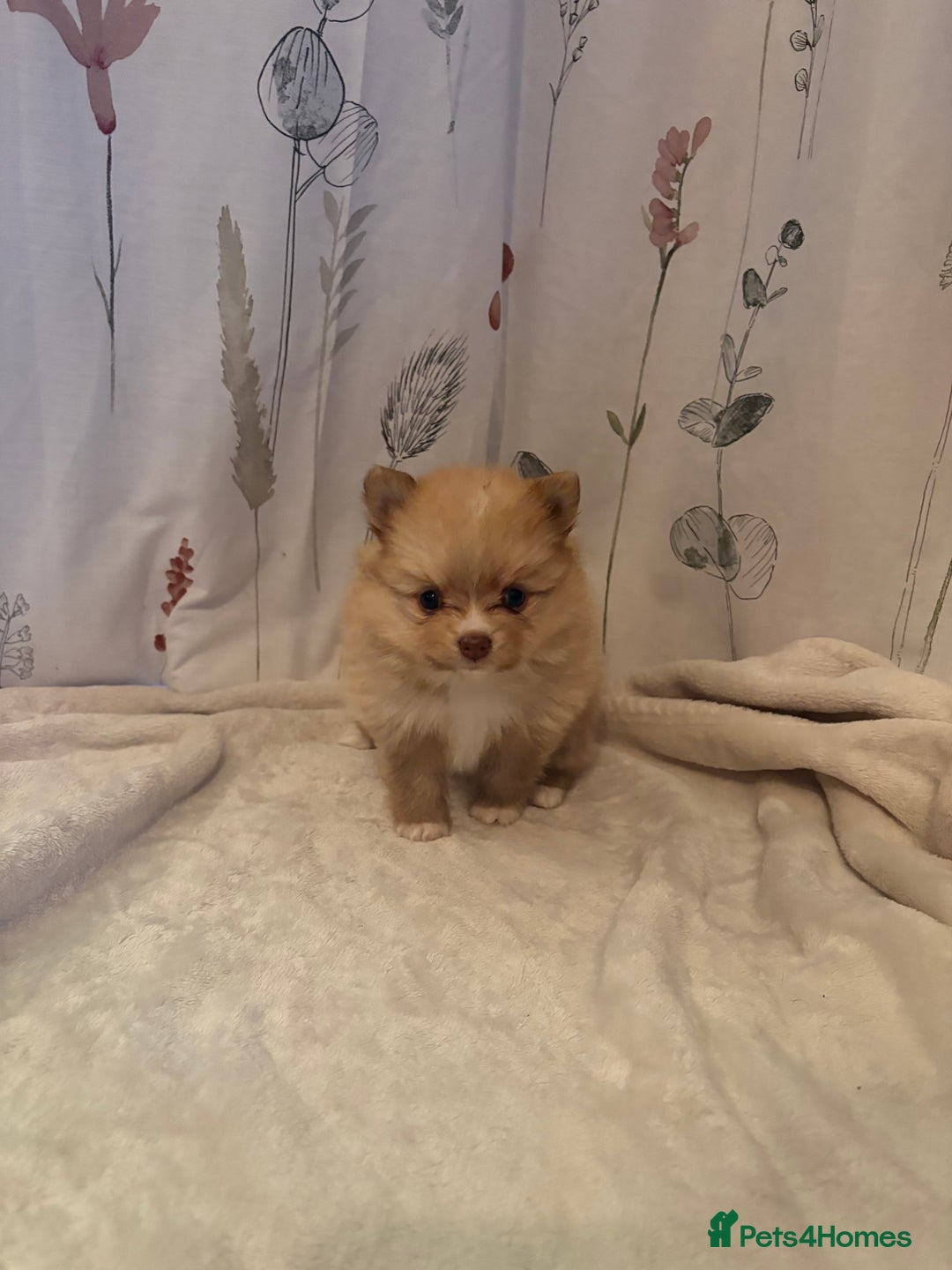 Pomeranian dogs for sale: Beautifu Litter- Russian/Chi Tien Pomeranian Pups - Advert 25