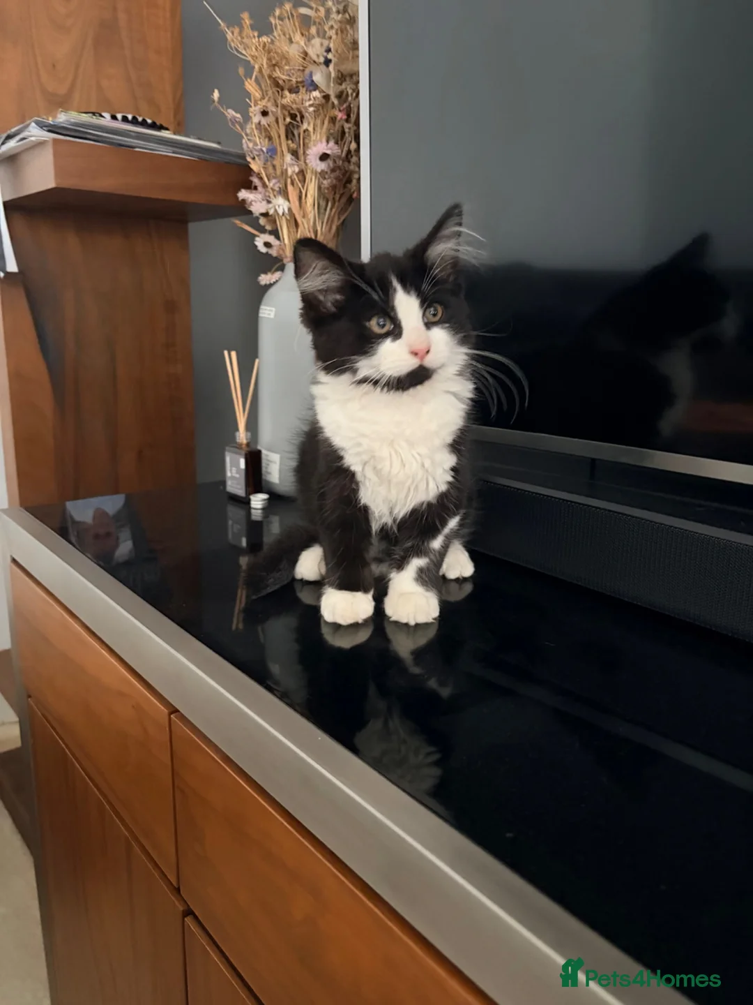 Mixed Breed cats for sale: Fluffy boy  in Edgware - Advert 2