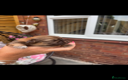 Shih Tzu dogs for sale: Imperial shih tzu puppies - Image 9