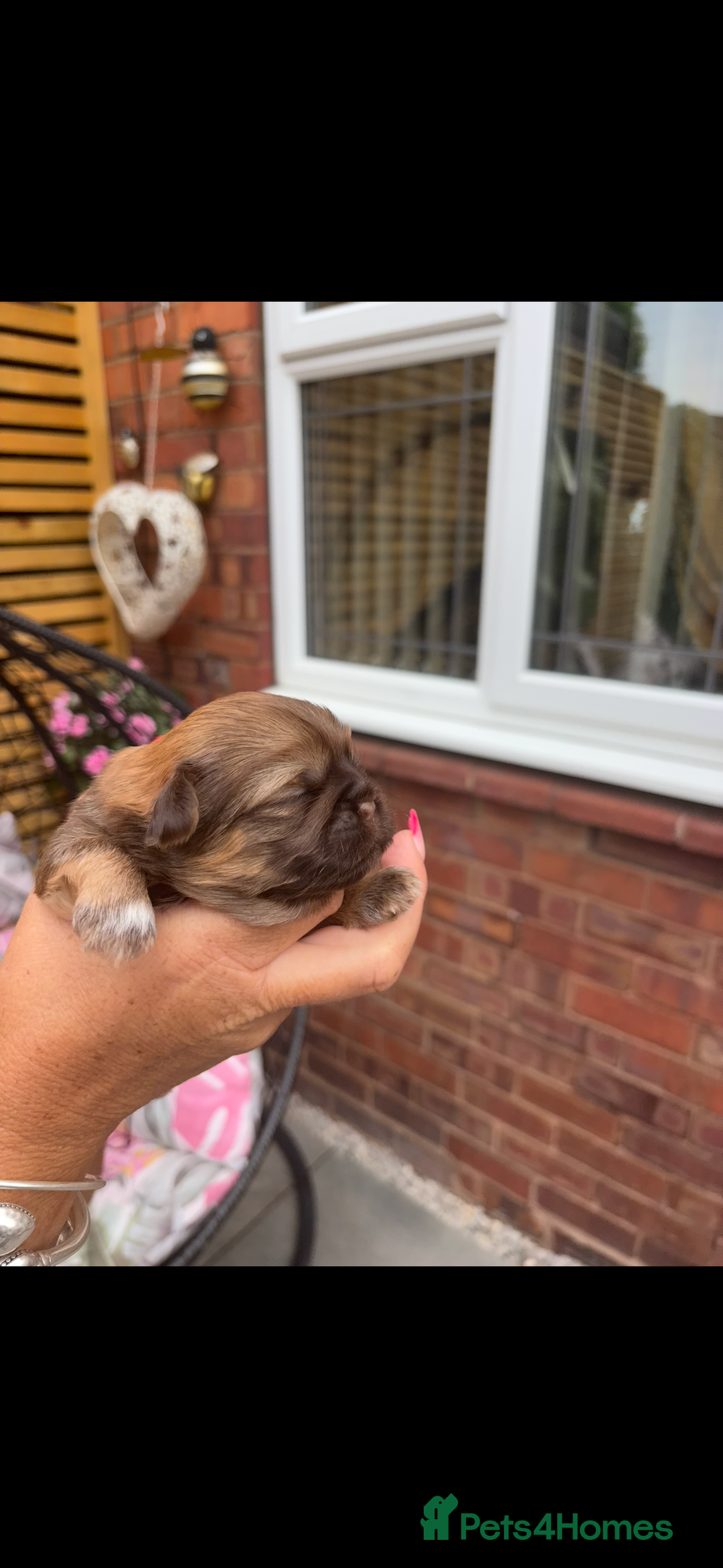 Shih Tzu dogs for sale: Imperial shih tzu puppies - Image 9