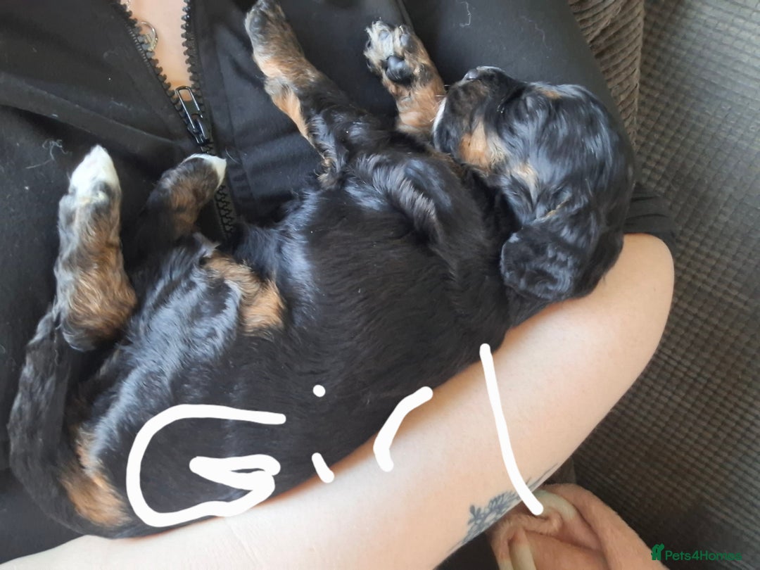 Cockapoo dogs for sale: 2boys 2 girls  - Advert 4