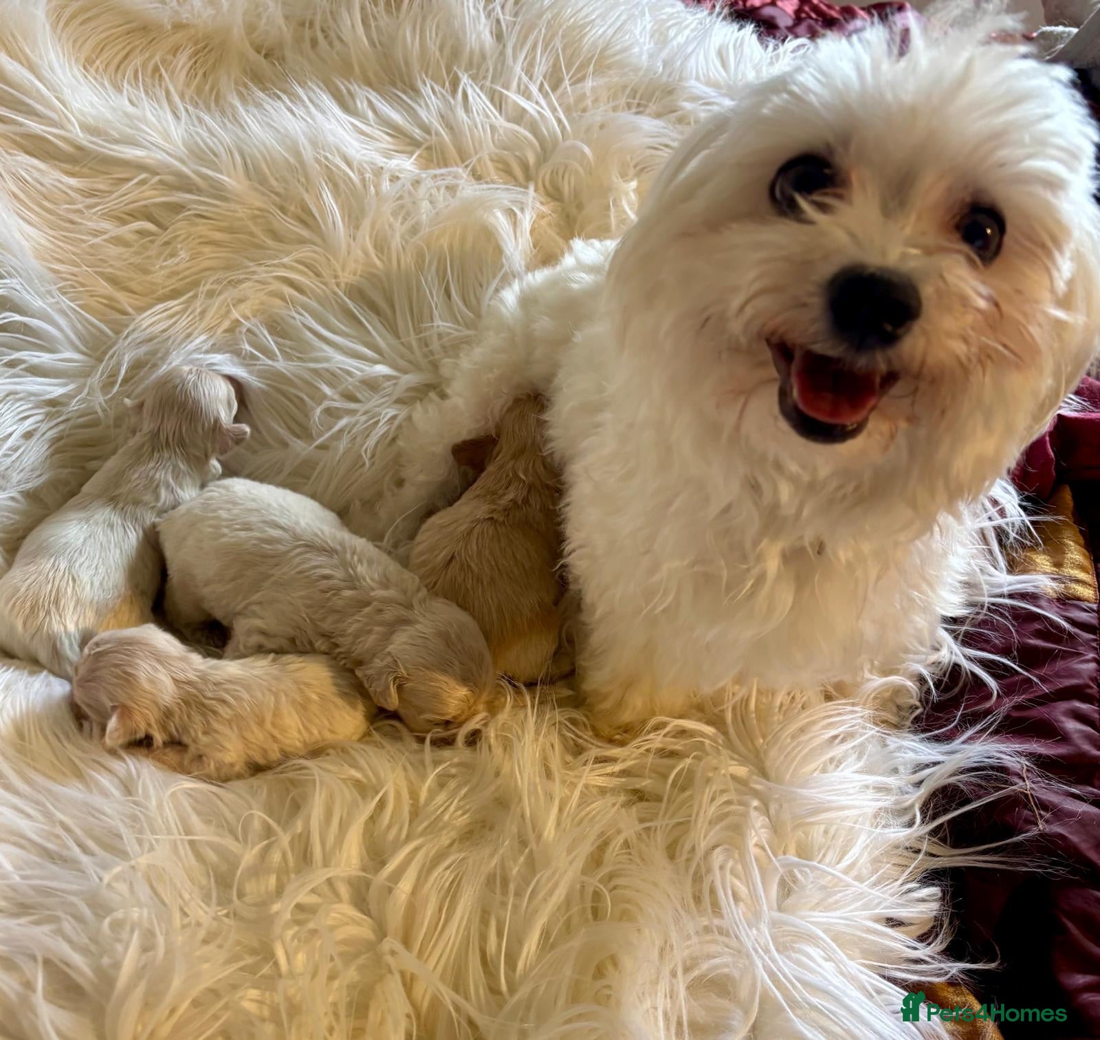 Maltipoo dogs Exquisite F1 Maltipoo Puppies Available - Advert 1