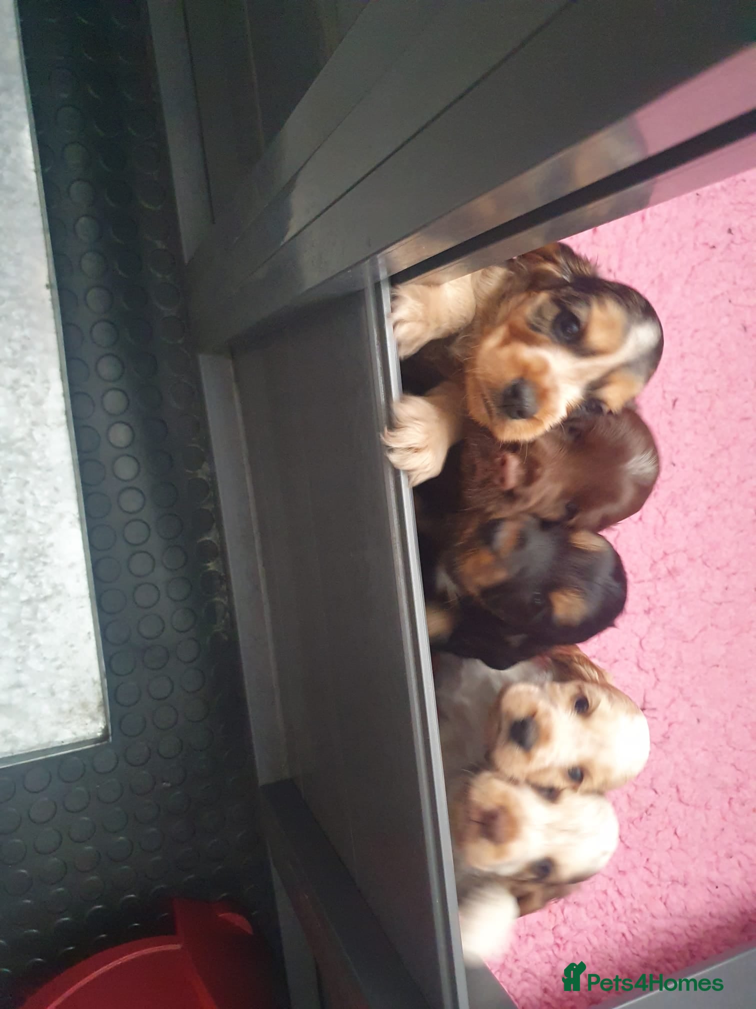 Cocker Spaniel dogs Gorgeous KC Health Tested Show Pups - Advert 2
