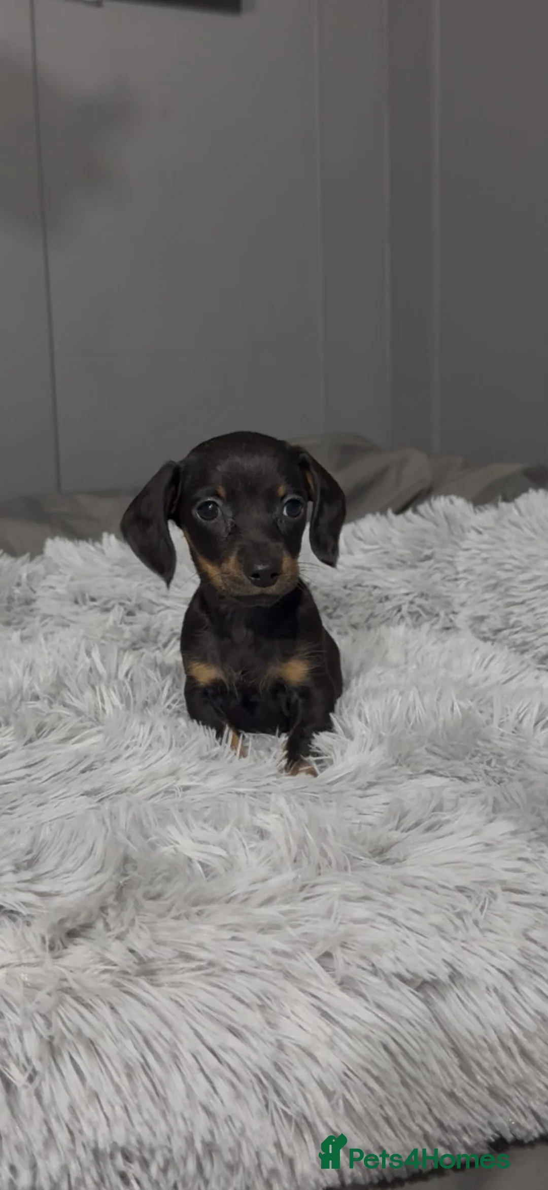 Miniature Dachshund dogs for sale: Stunning miniature dachshunds puppies for sale   - Advert 2