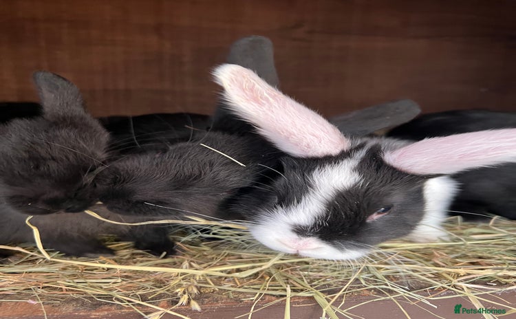 Mixed Breed rabbits Baby rabbits  - Advert 6