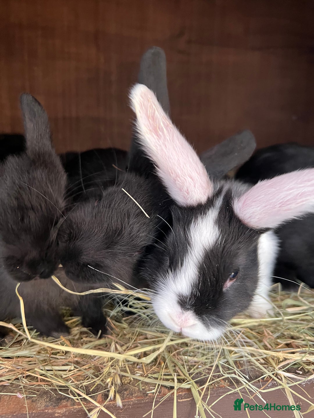 Mixed Breed rabbits for sale: Baby rabbits  - Advert 1