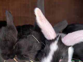 Mixed Breed rabbits for sale: Baby rabbits - Advert 1