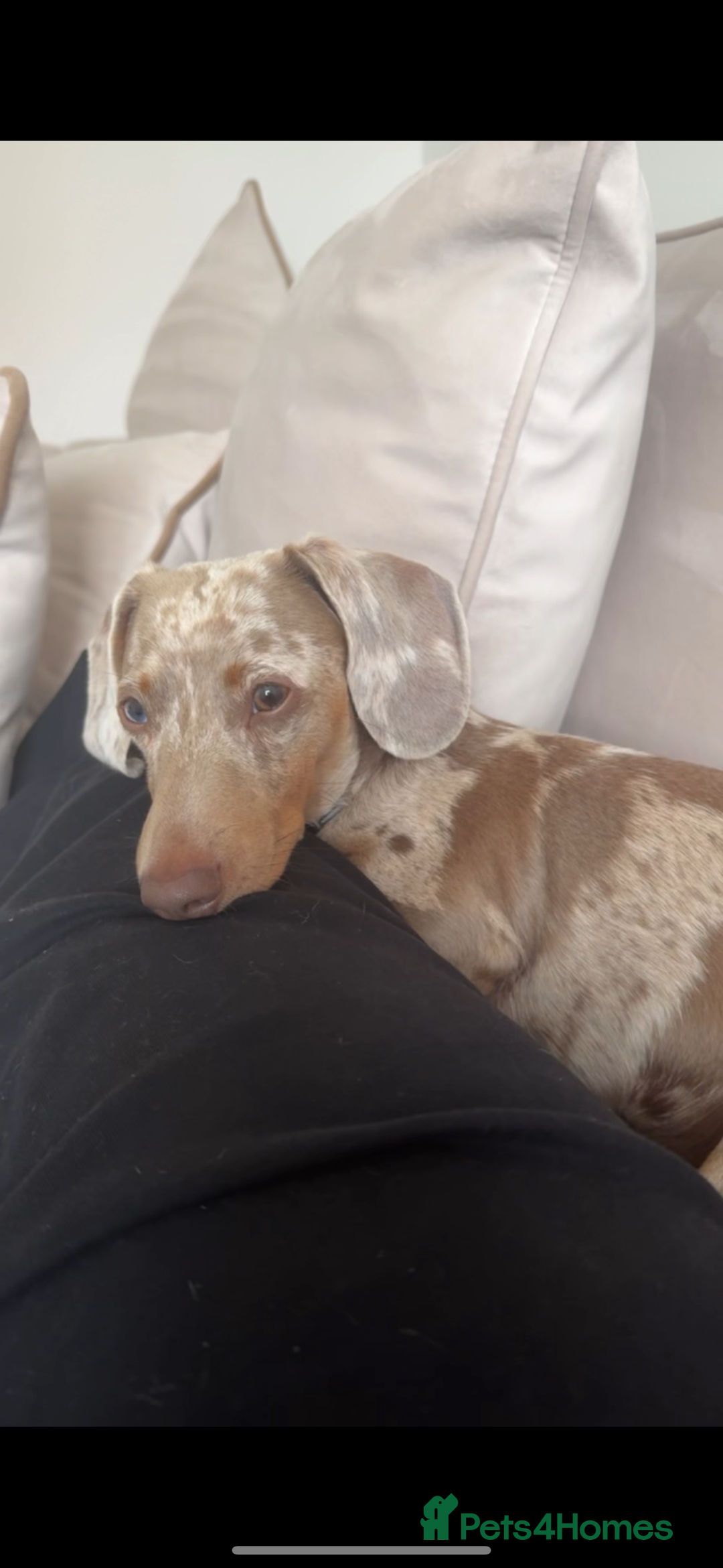 Miniature Dachshund dogs for sale: Miniature dachshund - Image 1