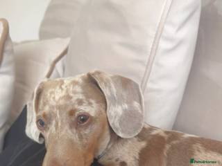 Miniature Dachshund dogs - Advert 25