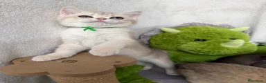 British Shorthair 4