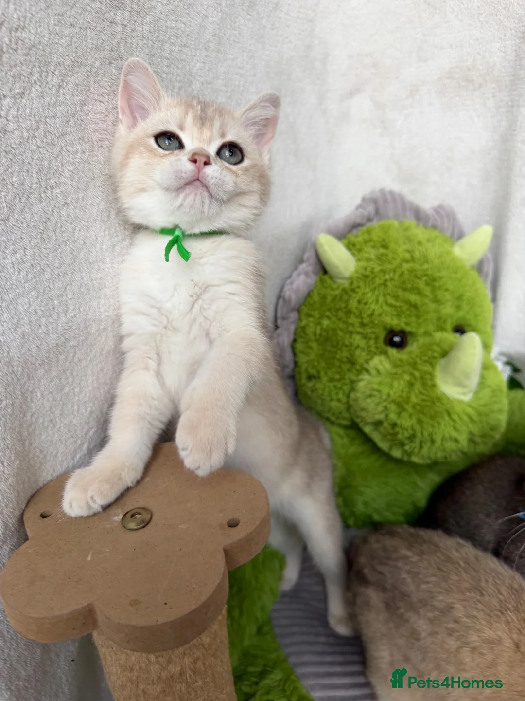 British Shorthair cats for sale: Adorable British Shorthair golden kittens   - Advert 31