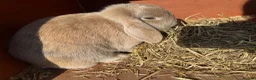 Dwarf Lop rabbits for sale: 2 sisters   in London - Advert 1