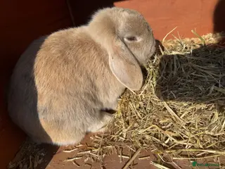 Dwarf Lop rabbits 2 sisters - Advert 1