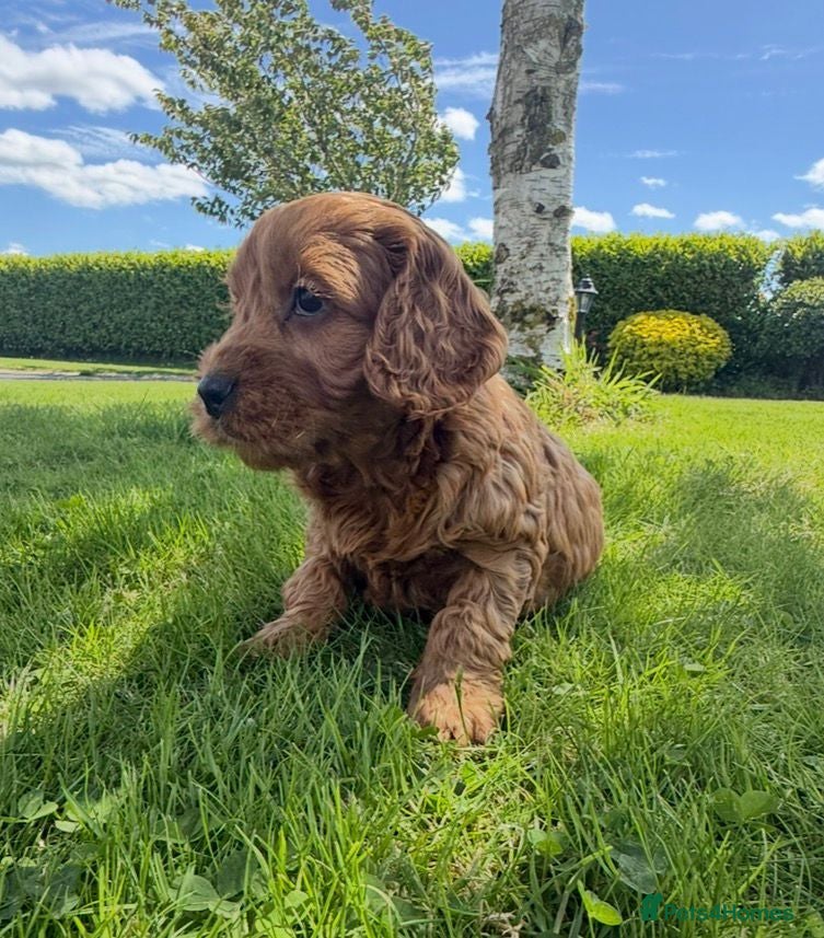 Cockapoo dogs Quality Cockapoo Puppies - Advert 1