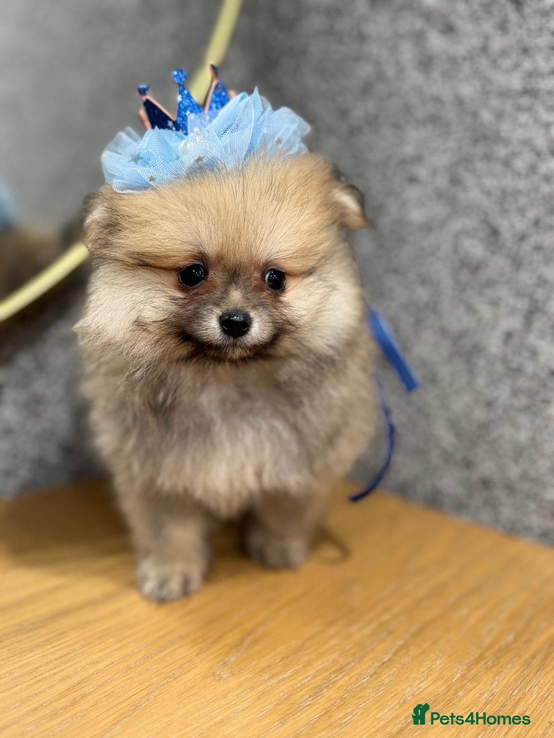 Pomeranian dogs for sale: Kc Registered last boy,ready to go! - Advert 7