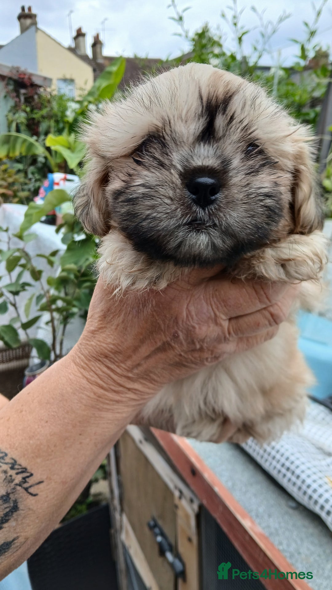 Shihpoo dogs for sale: 2 x shihpoo pups  - Image 5