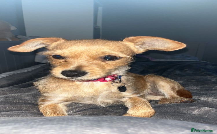 Jackapoo dogs Jackapoo - Advert 14