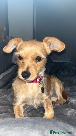 Jackapoo dogs Jackapoo - Advert 1