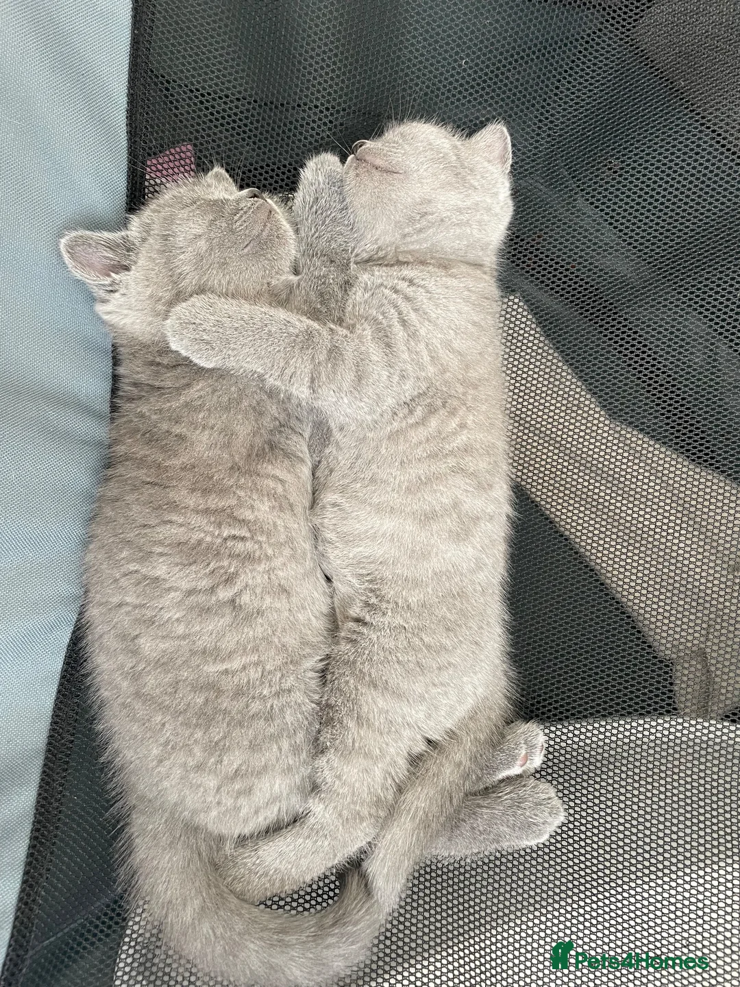 British Shorthair cats for sale: Gccf registered  - Advert 5