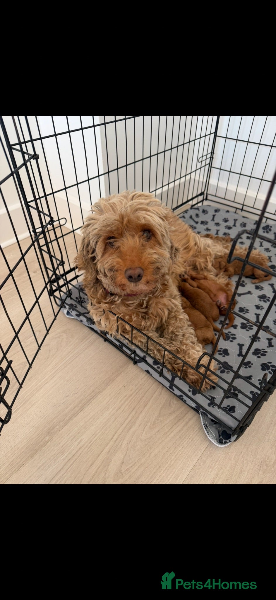 Cockapoo dogs F1b fox red toy cockapoos - Advert 6