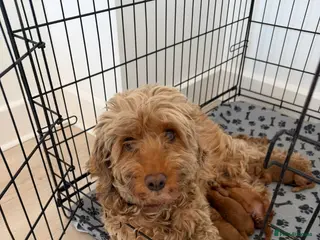 Cockapoo dogs F1b fox red toy cockapoos - Advert 6