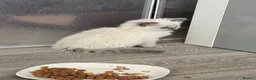Ragdoll cats for sale: 4 ragdoll kittens - Advert 8