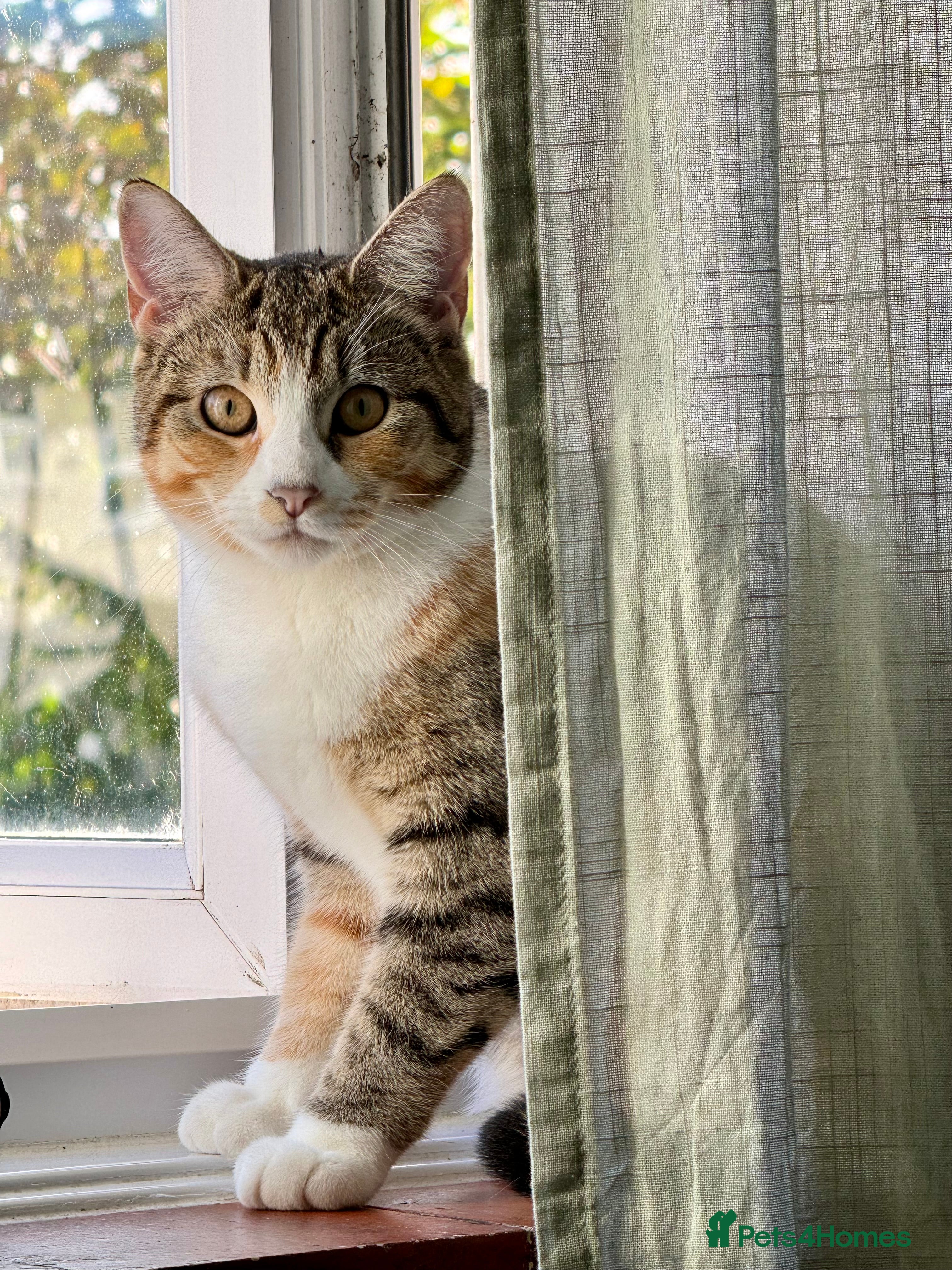 Mixed Breed cats 3-Year-Old Female Cat for Sale❤️ - Advert 1