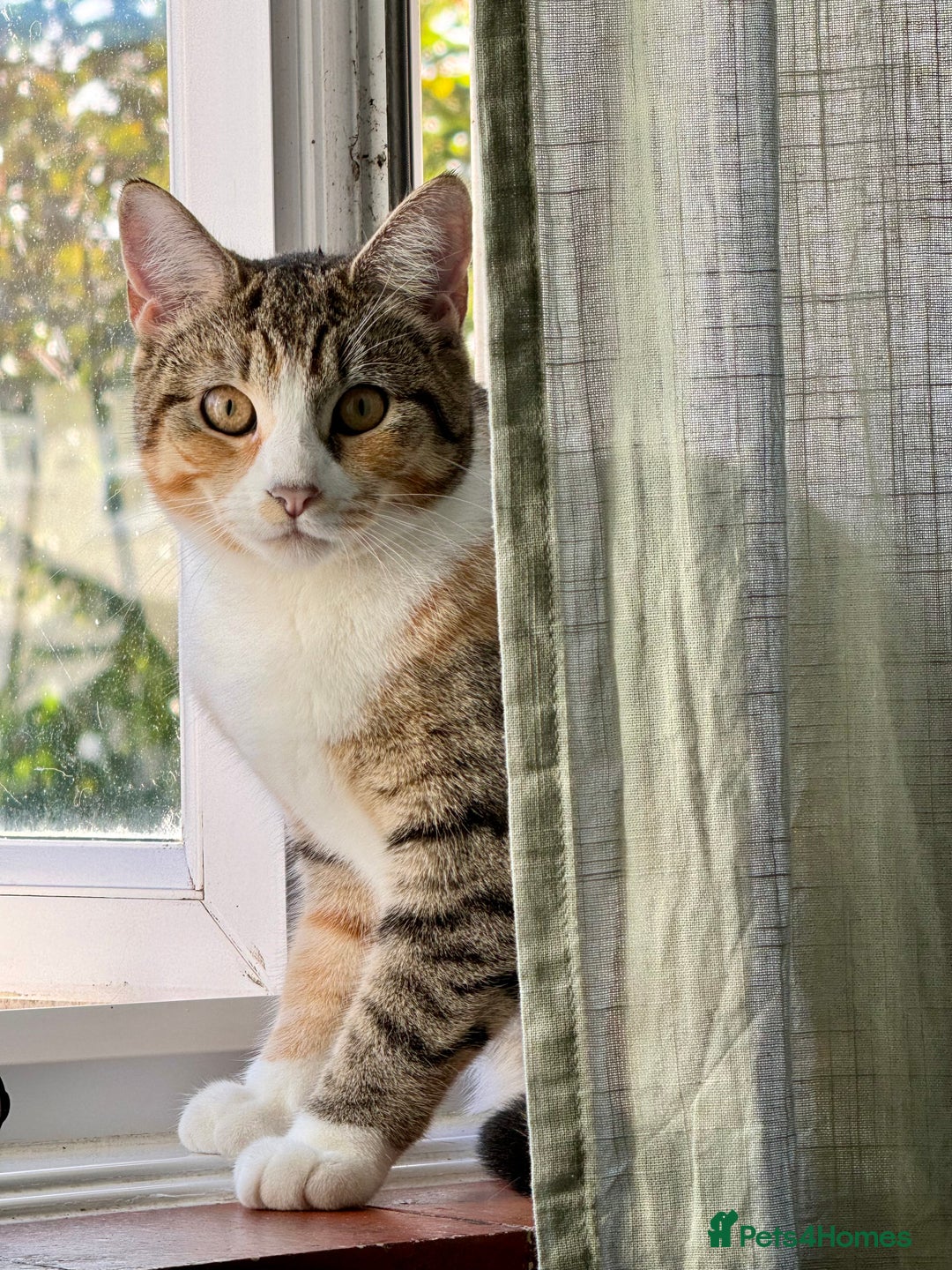 Mixed Breed cats for sale: 3-Year-Old Female Cat for Sale❤️ - Advert 1