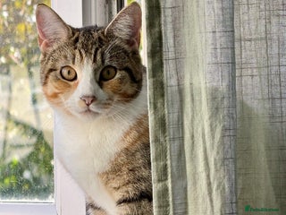 Mixed Breed cats 3-Year-Old Female Cat for Sale❤️ - Advert 2