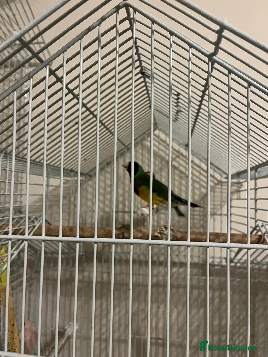 Finches birds for sale: Australian finches - Advert 6