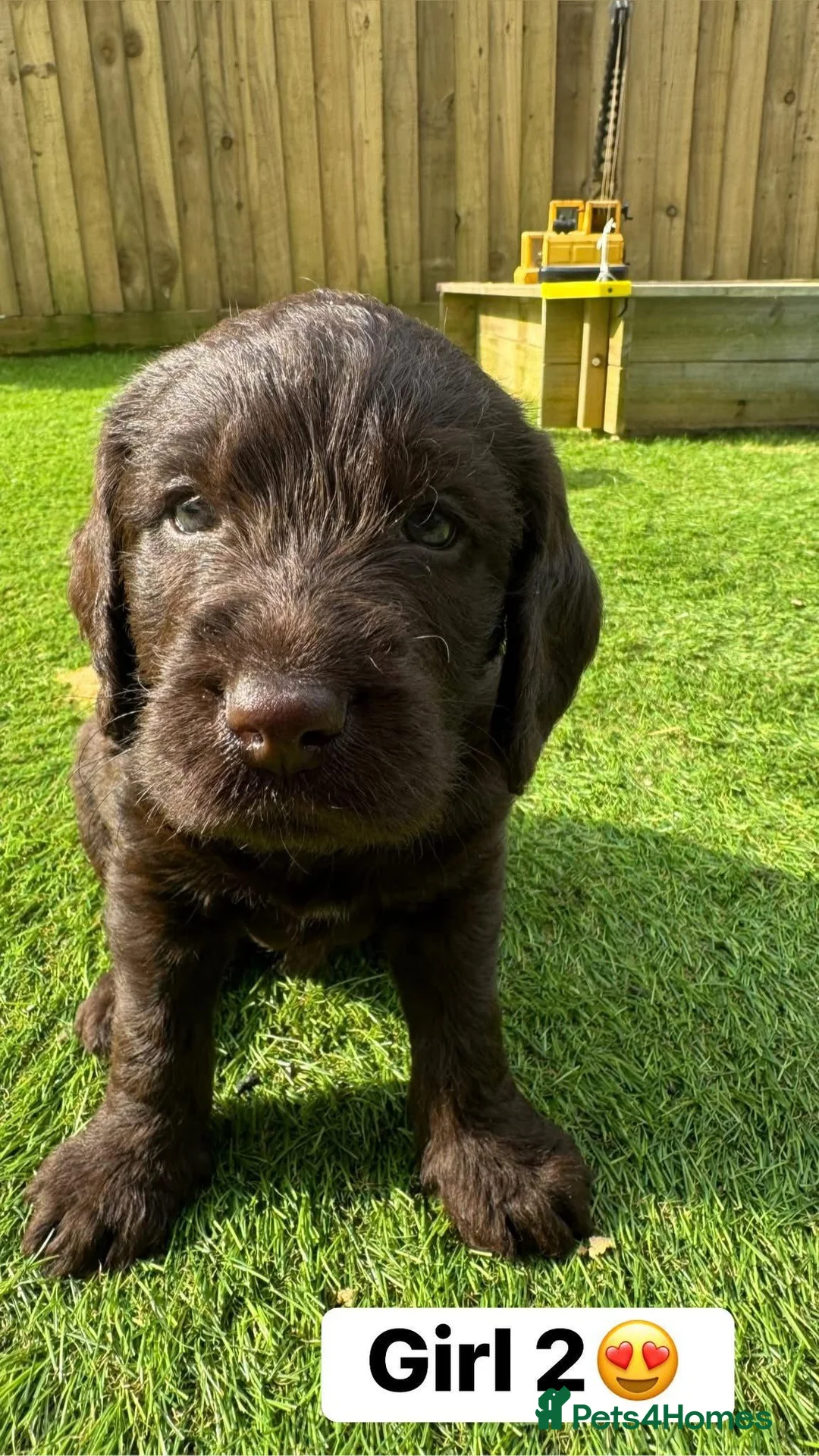 Cocker Spaniel dogs for sale: ​Stunning Cocker Spaniel Puppies Ready 14th May in London - Advert 2