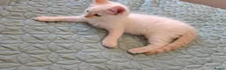 Mixed Breed cats for sale: Blue eyed ragdoll mix kittens - Advert 10