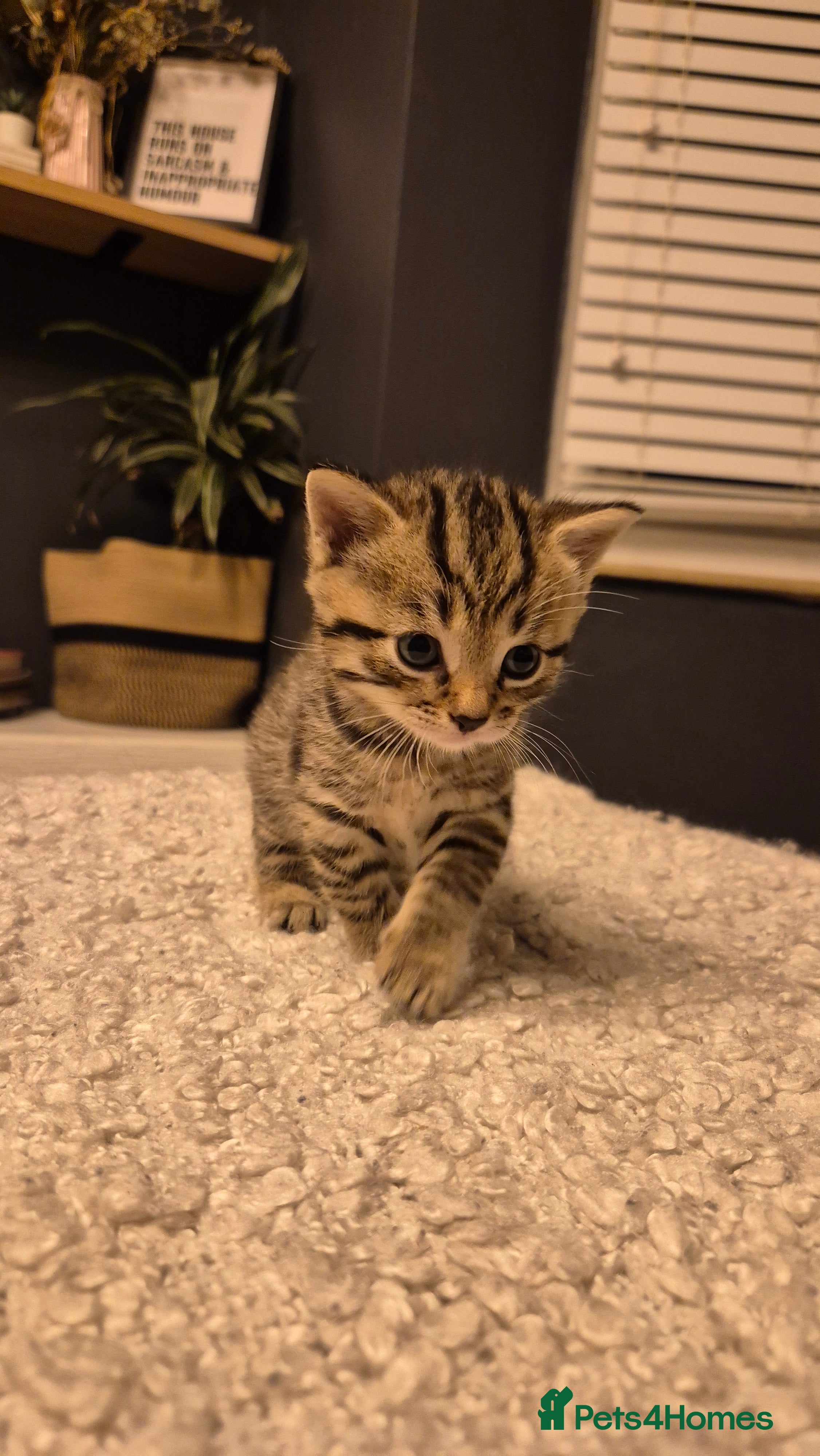 Scottish Fold cats ADORABLE SCOTTISH STRAIGHT BOY READY FOR HIS HOME  - Advert 14