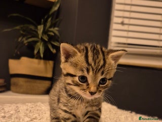 Scottish Fold cats ADORABLE SCOTTISH STRAIGHT BOY READY FOR HIS HOME - Advert 14