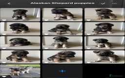 Mixed Breed dogs for sale: Alaskan Malamute x German Shepard Cross puppies - Image 1