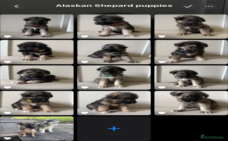 Mixed Breed dogs - Advert 1