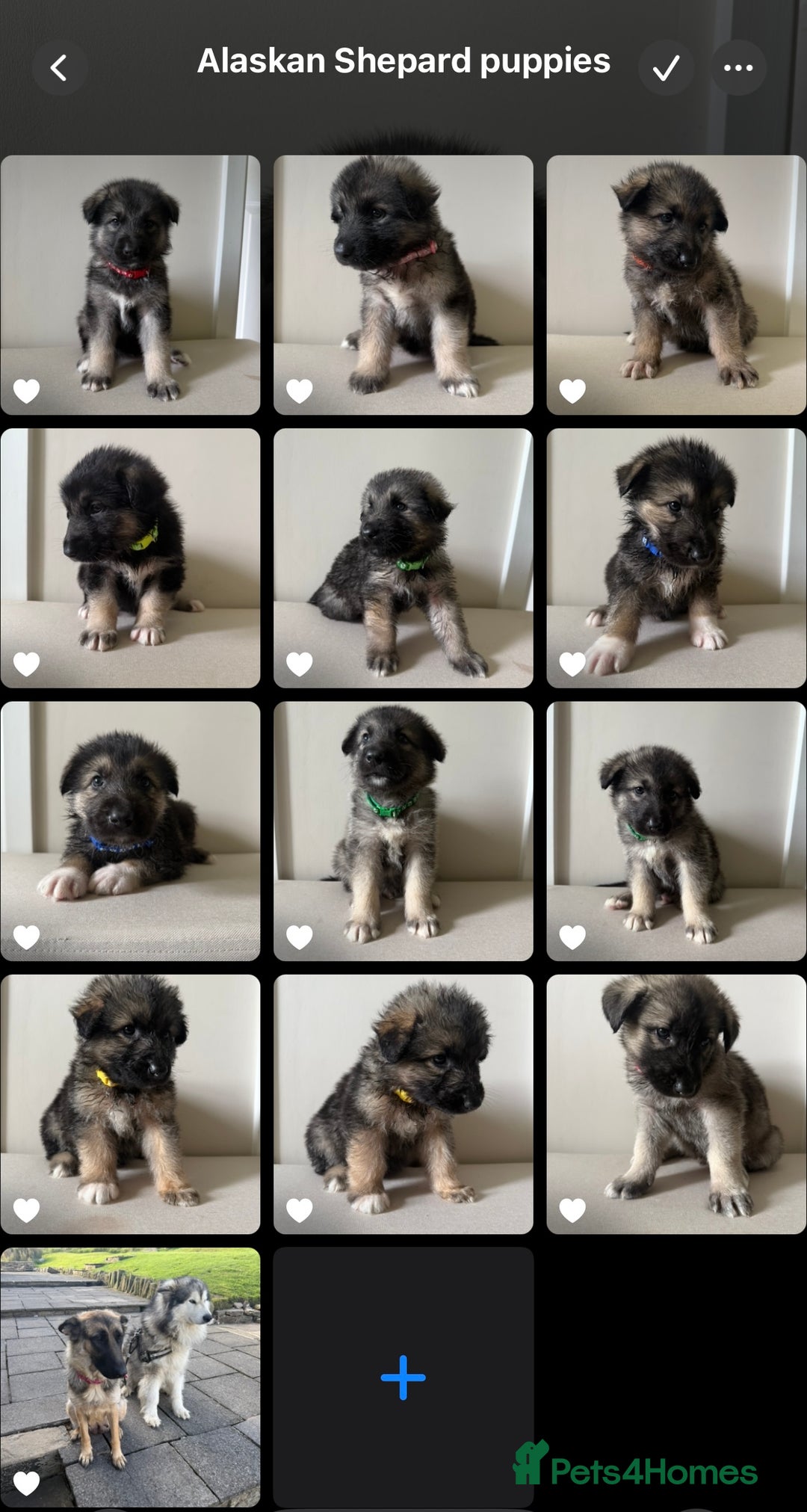 Mixed Breed dogs for sale: Alaskan Malamute x German Shepard Cross puppies - Image 1