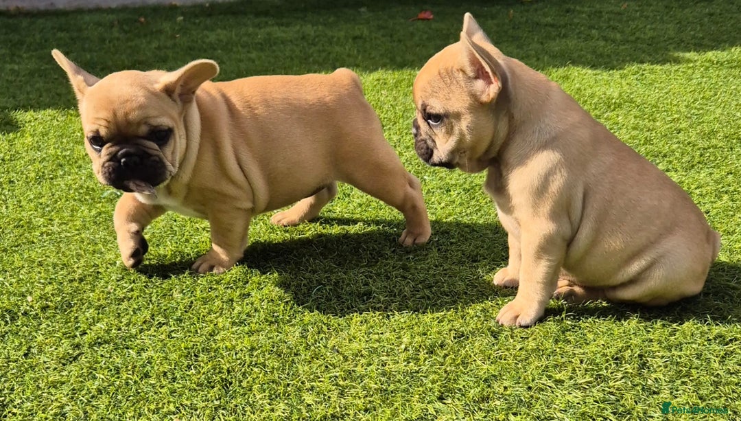 French Bulldog dogs for sale: French Bulldog puppies - Image 21