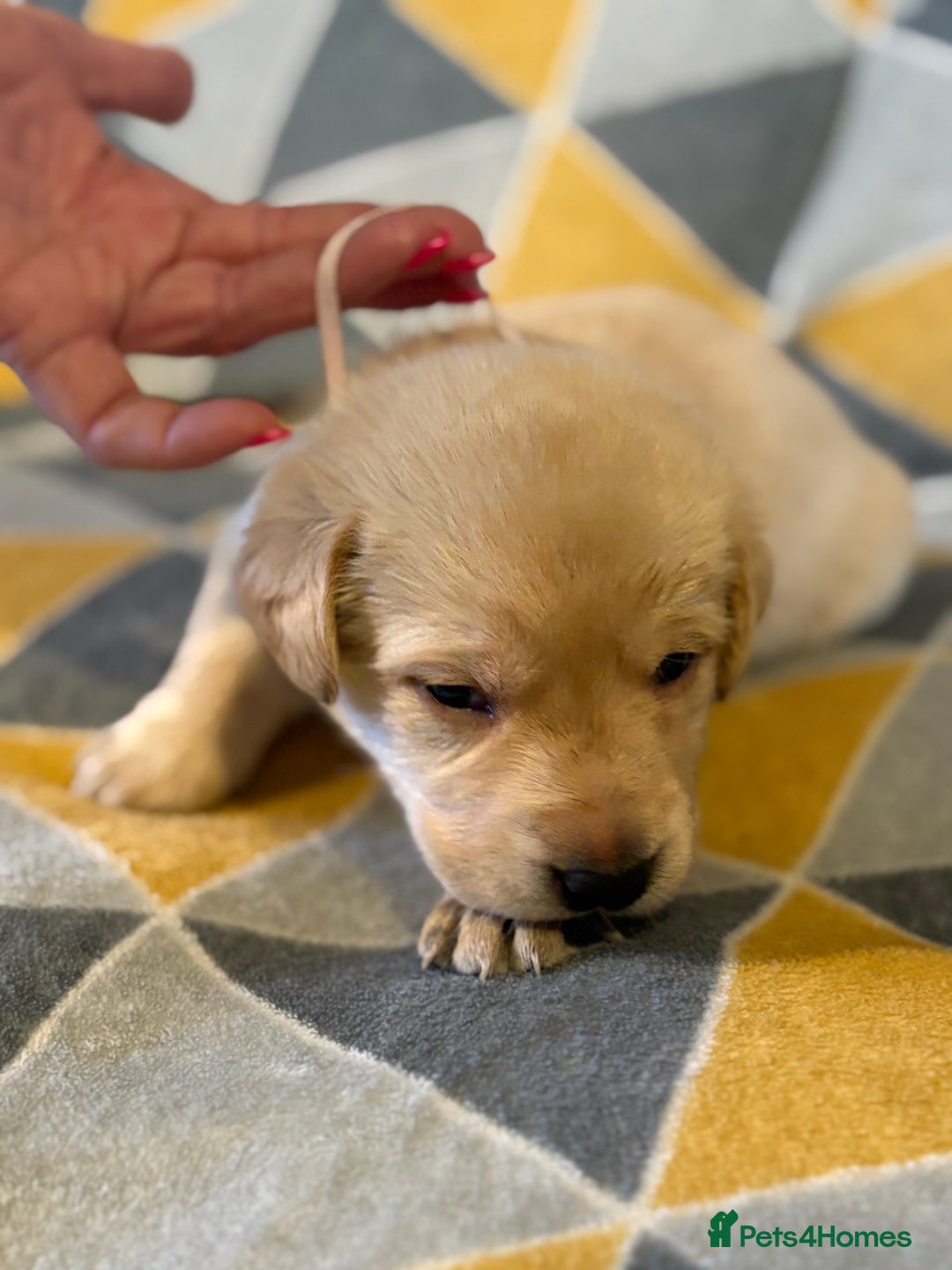 Labrador Retriever dogs for sale: Labrador puppies  - Advert 9