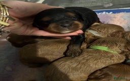 Cavapoo dogs for sale: Cavapoo puppies fully health tested parents - Image 14