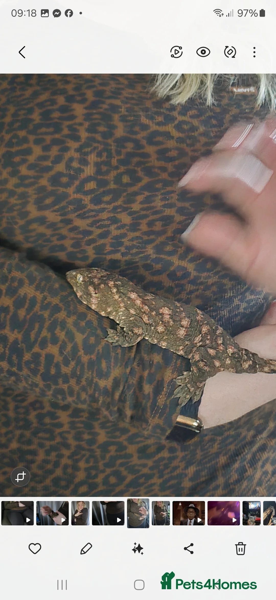 Gecko reptiles for sale: Leachie Gecko - 1 years old - Advert 2