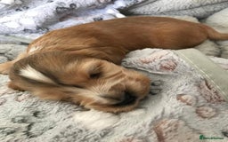 Cocker Spaniel dogs for sale: Show Type Health Tested, KC Reg puppies  - Image 2
