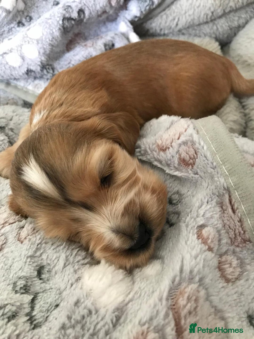 Cocker Spaniel dogs for sale: Show Type Health Tested, KC Reg puppies  - Image 2