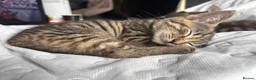 Mixed Breed cats for sale: 🐱 Six Kittens Looking for Loving Homes! 🐾 - Advert 25