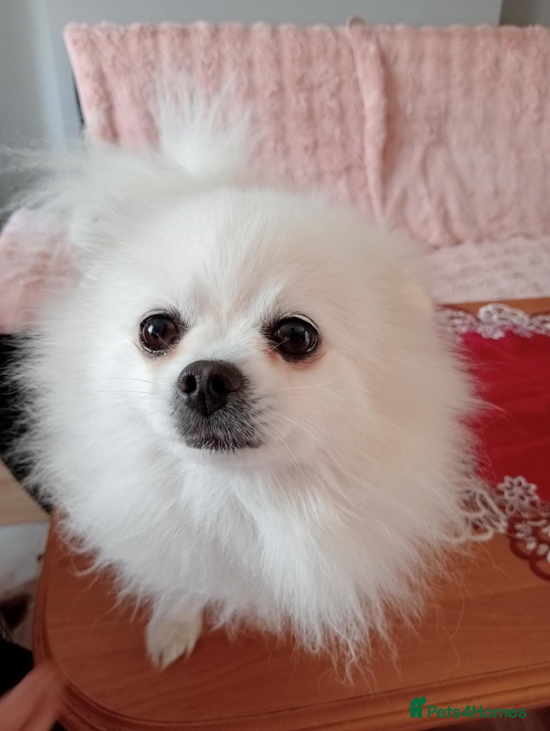 Pomeranian dogs for stud: Ozi Ready to meet - Image 2