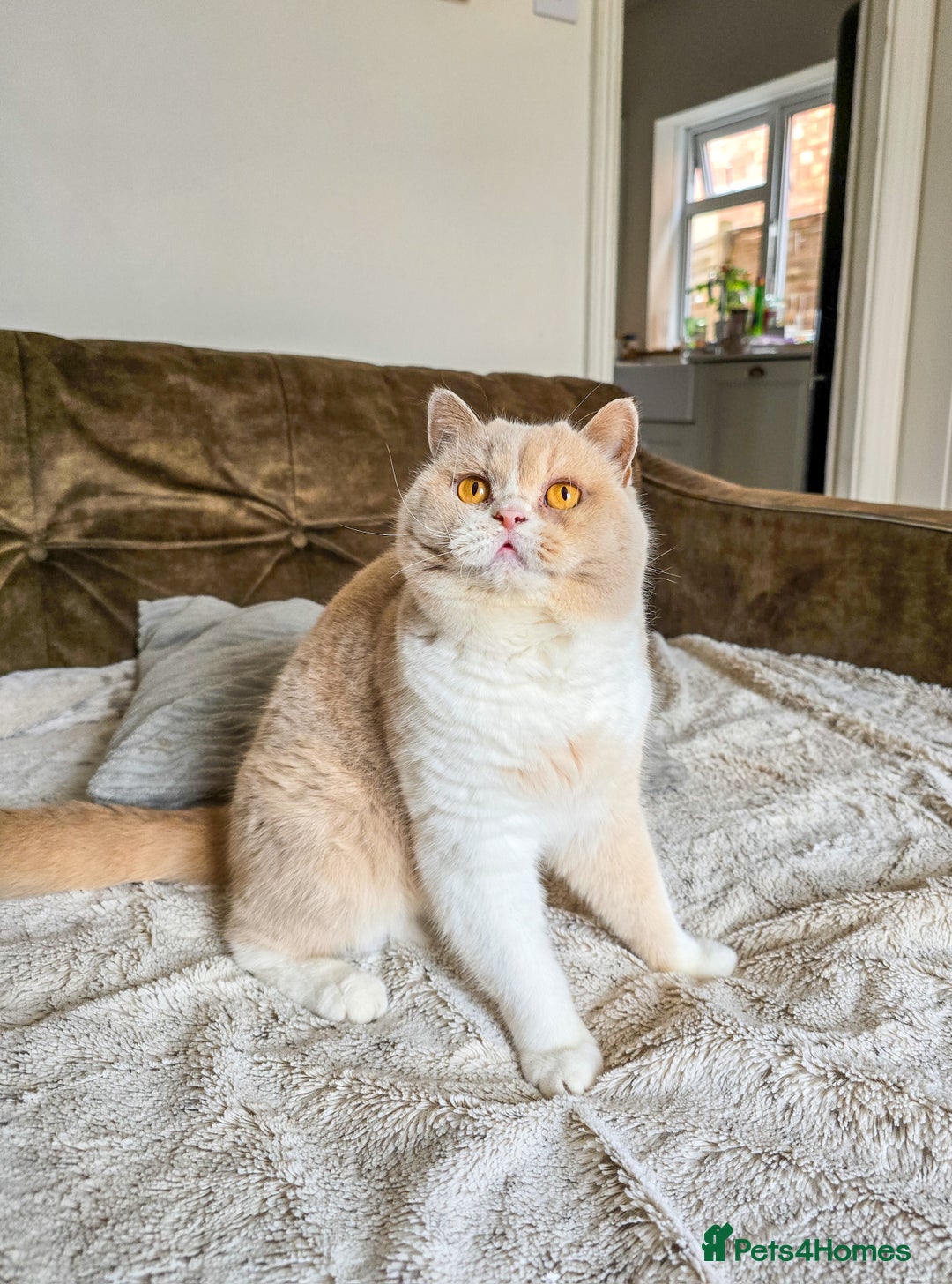 British Shorthair cats for sale: Retired fawn tortie + white British Shorthair  - Image 10