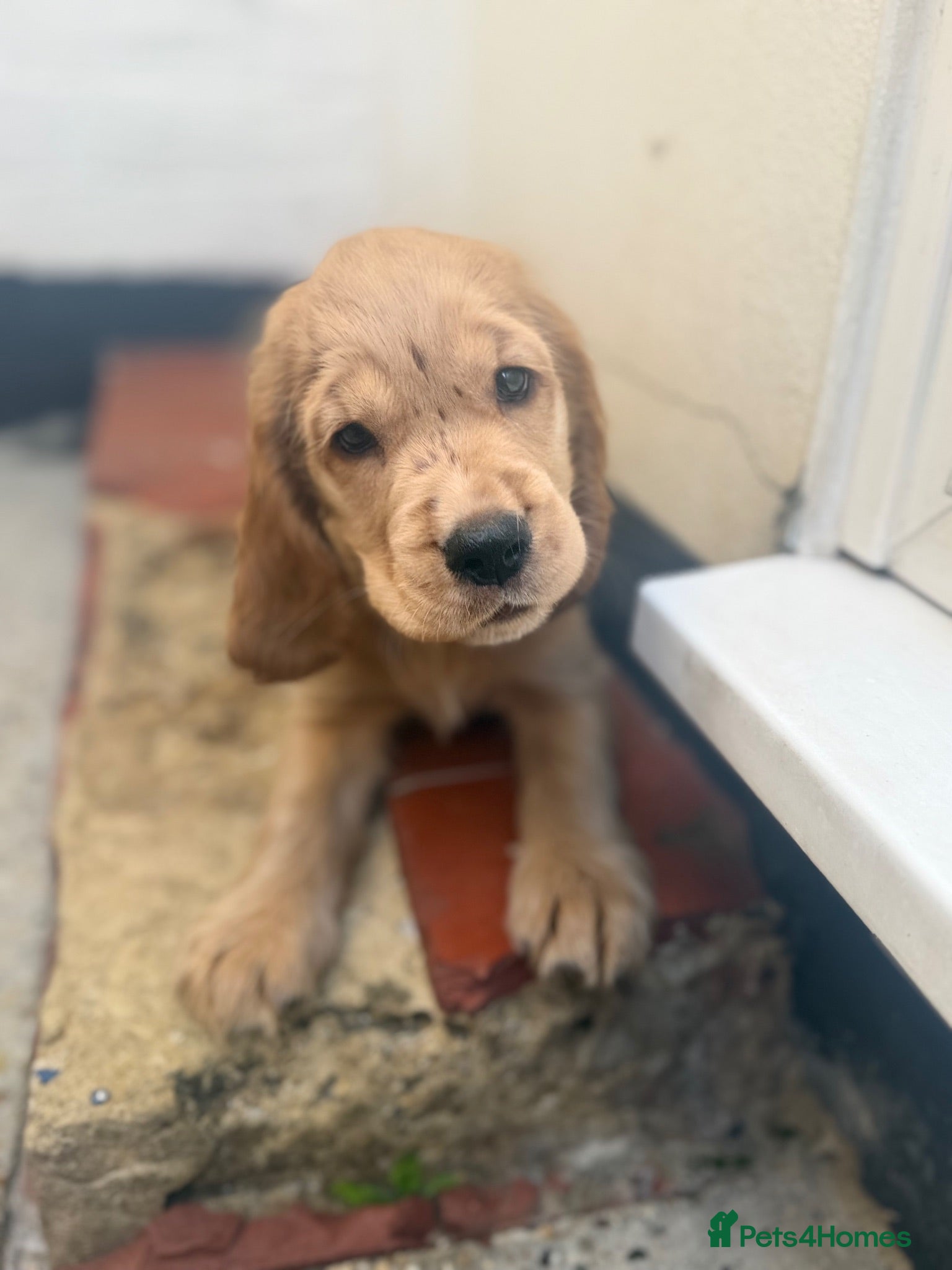 Cocker Spaniel dogs 🌟🌟🌟Beautiful English Gold Show Cocker Spaniel  - Advert 2