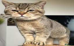 British Shorthair cats for sale: GCCF Active entire male - Image 4