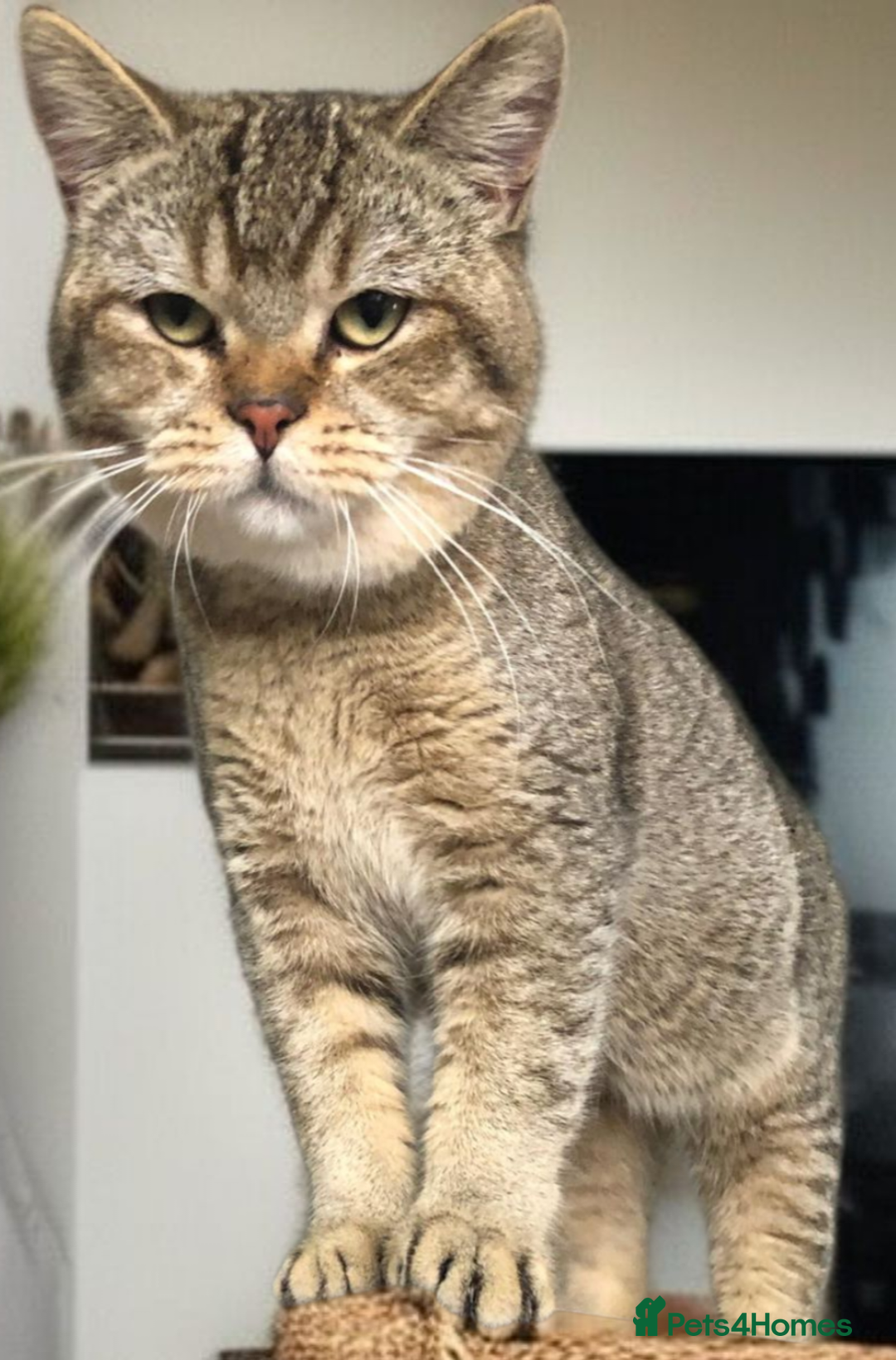 British Shorthair cats for sale: GCCF Active entire male - Image 4