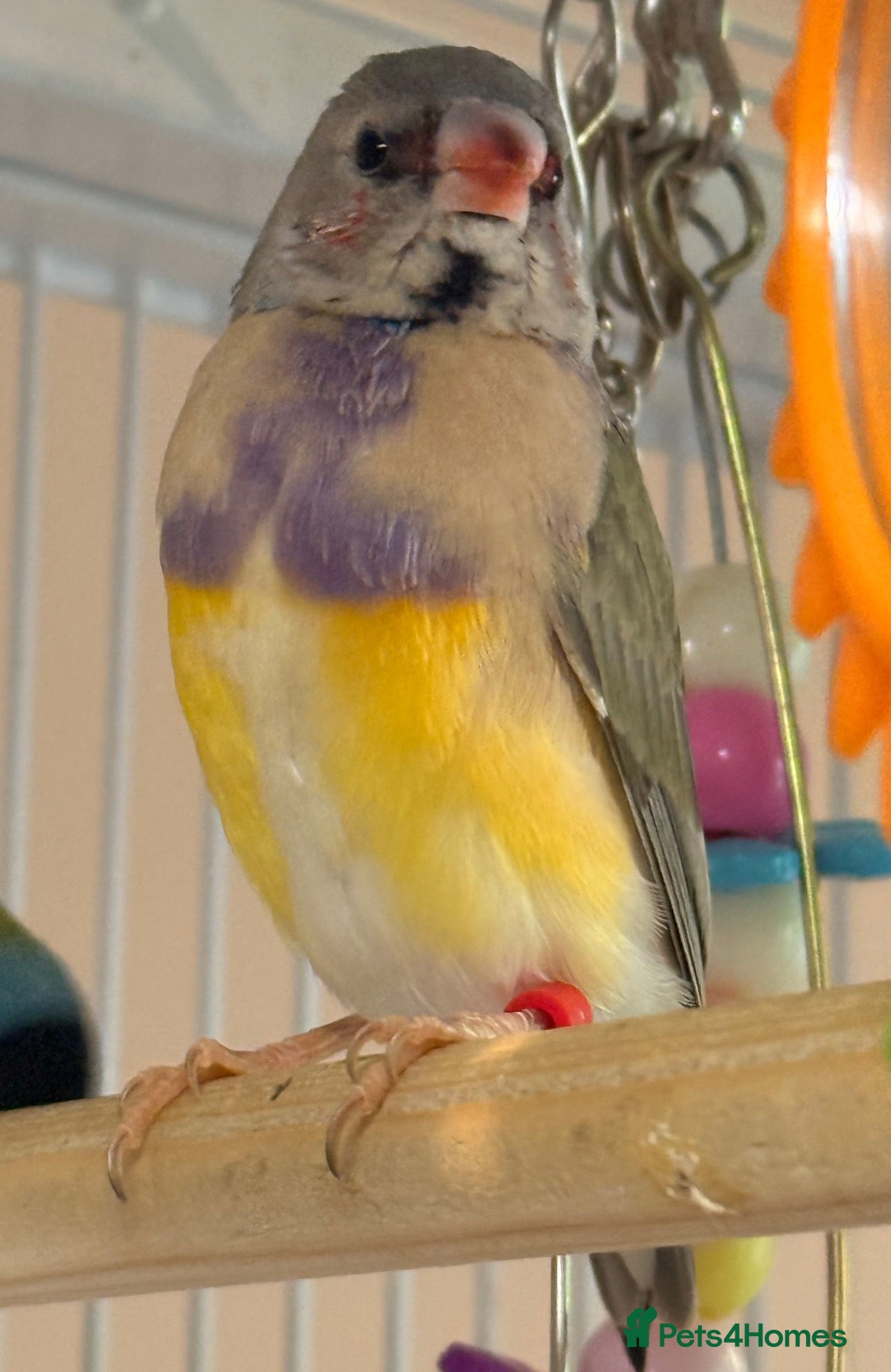 Finches birds  Gouldian male females  Red head & black head - Advert 1